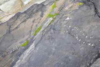 Valentia Island Tetrapod track